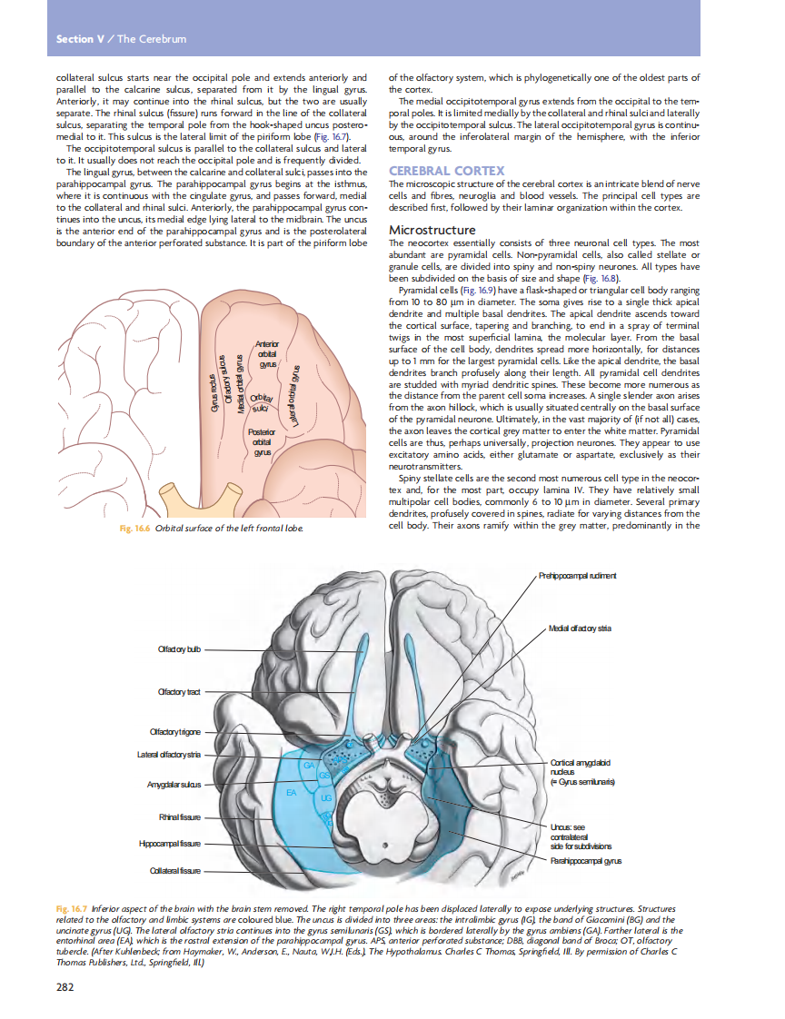 GRAY'S Clinical Neuroanatomy The Anatomic Basis for Clinical Neuroscience_部分12.pdf 第3页