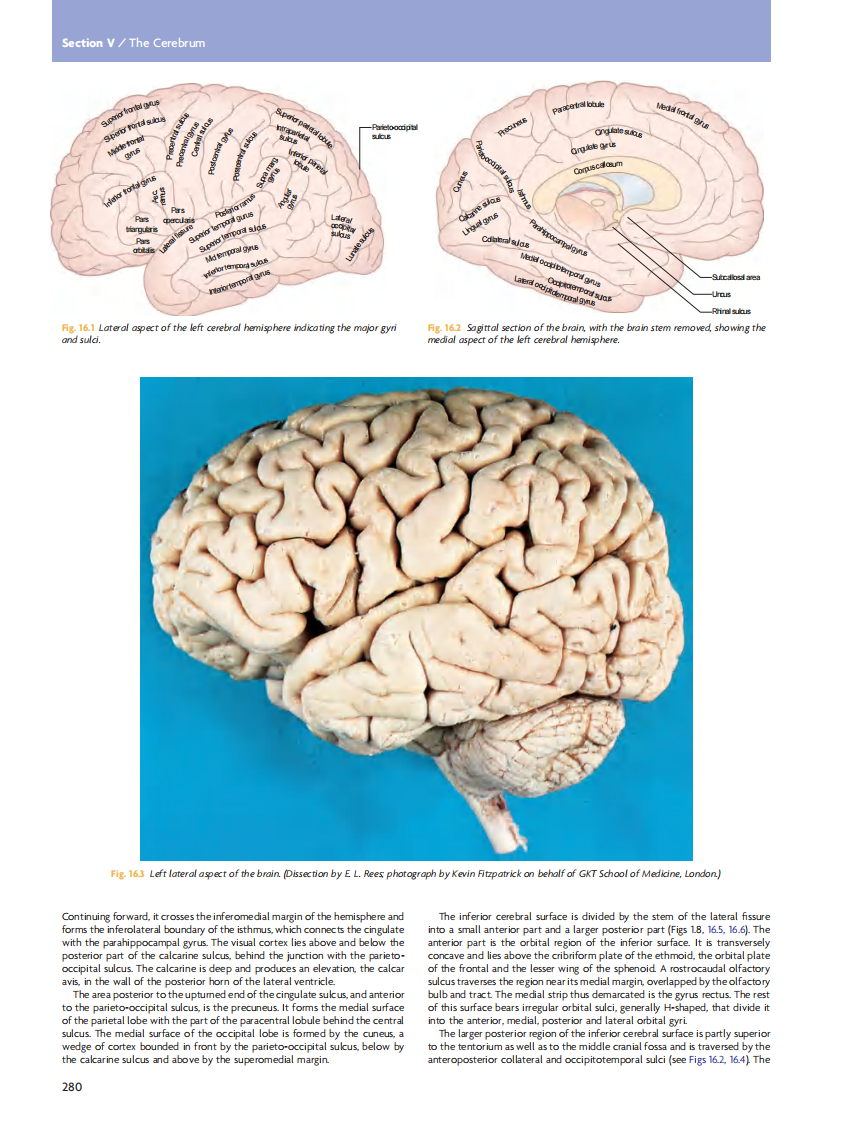 GRAY'S Clinical Neuroanatomy The Anatomic Basis for Clinical Neuroscience_部分12.pdf 第1页
