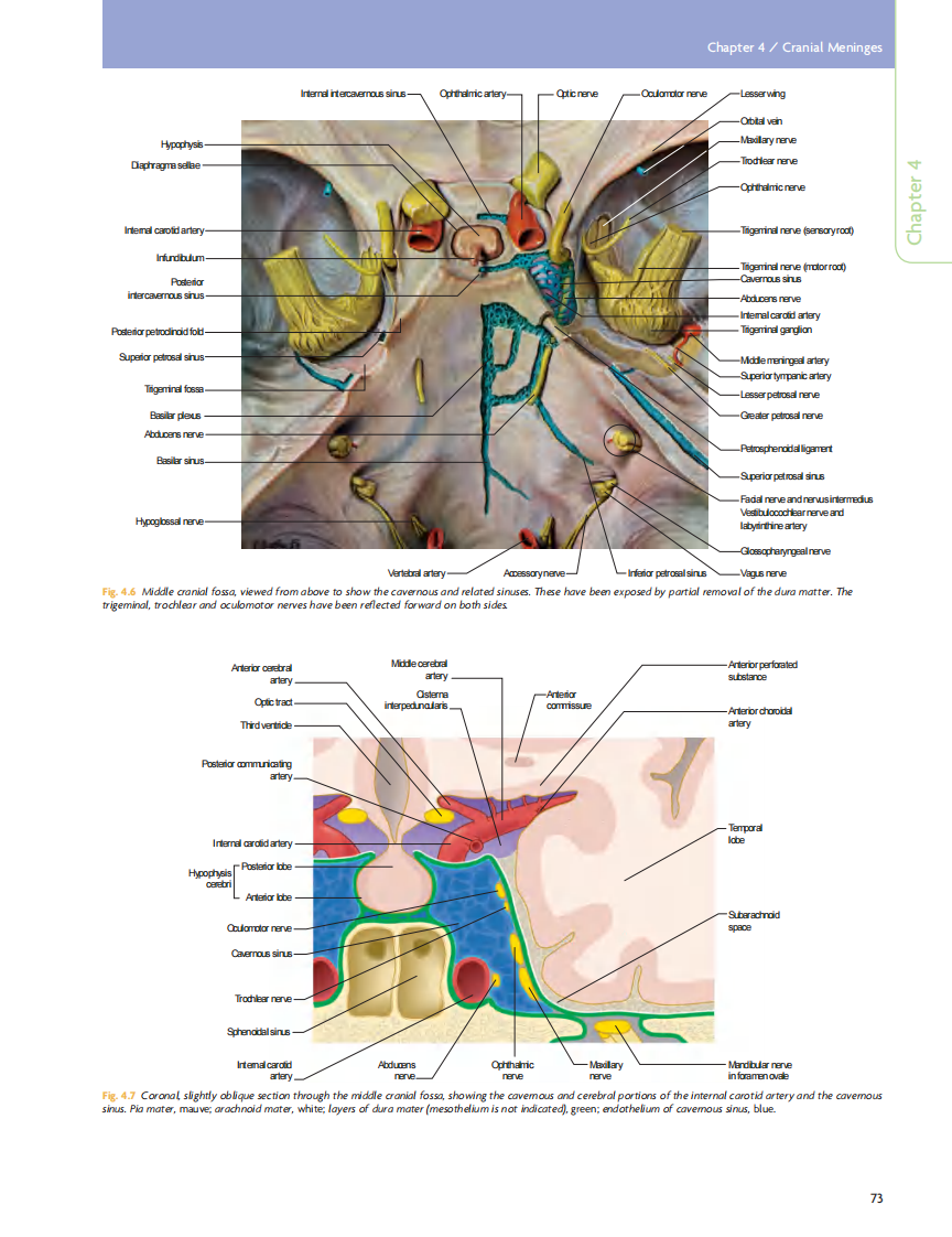 GRAY'S Clinical Neuroanatomy The Anatomic Basis for Clinical Neuroscience_部分4.pdf 第3页