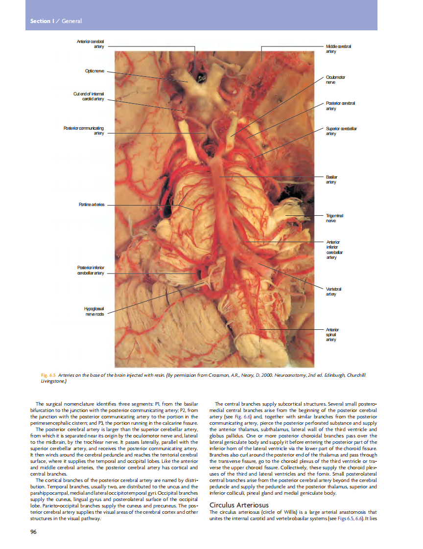GRAY'S Clinical Neuroanatomy The Anatomic Basis for Clinical Neuroscience_部分5.pdf 第3页