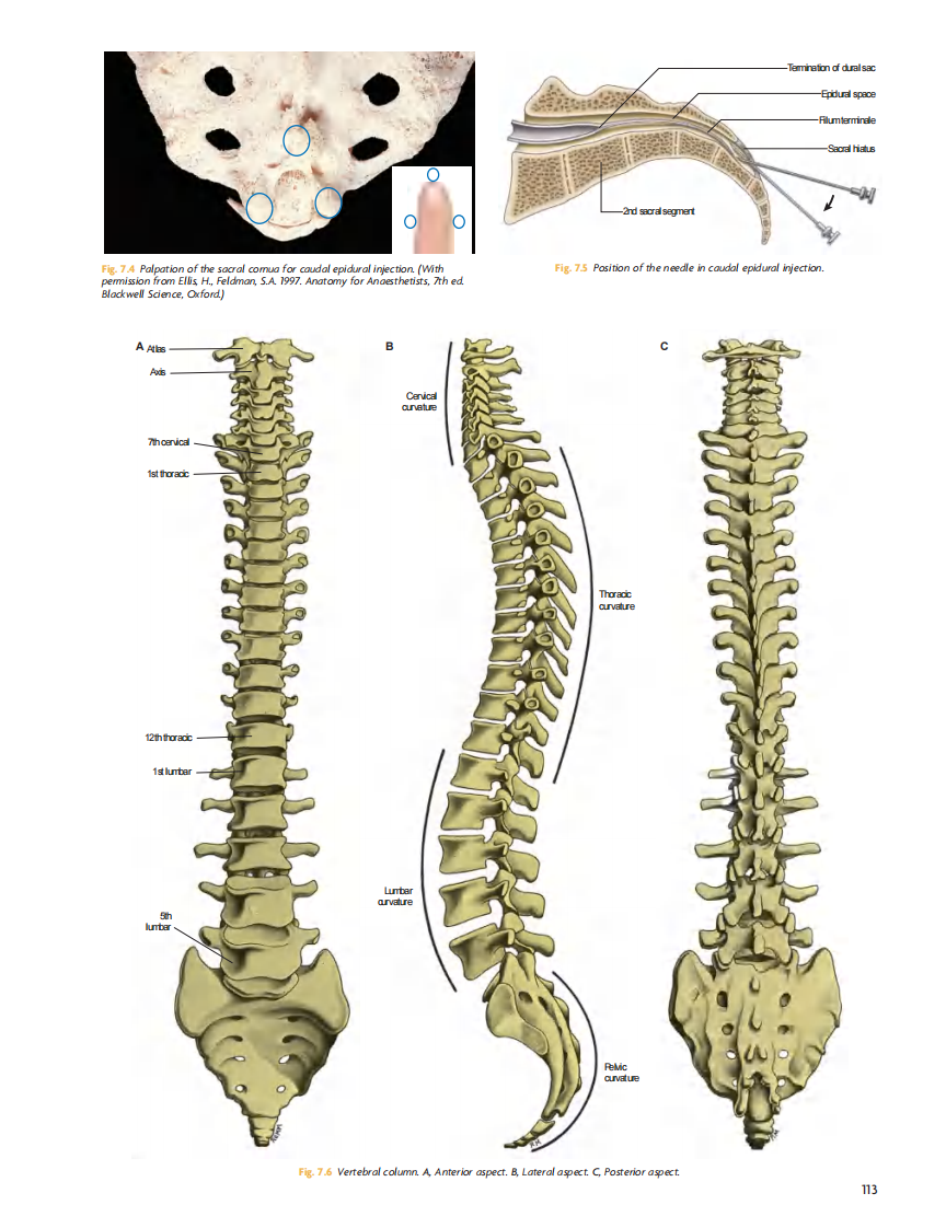 GRAY'S Clinical Neuroanatomy The Anatomic Basis for Clinical Neuroscience_部分6.pdf 第2页