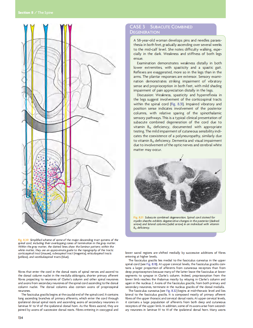 GRAY'S Clinical Neuroanatomy The Anatomic Basis for Clinical Neuroscience_部分7.pdf 第3页
