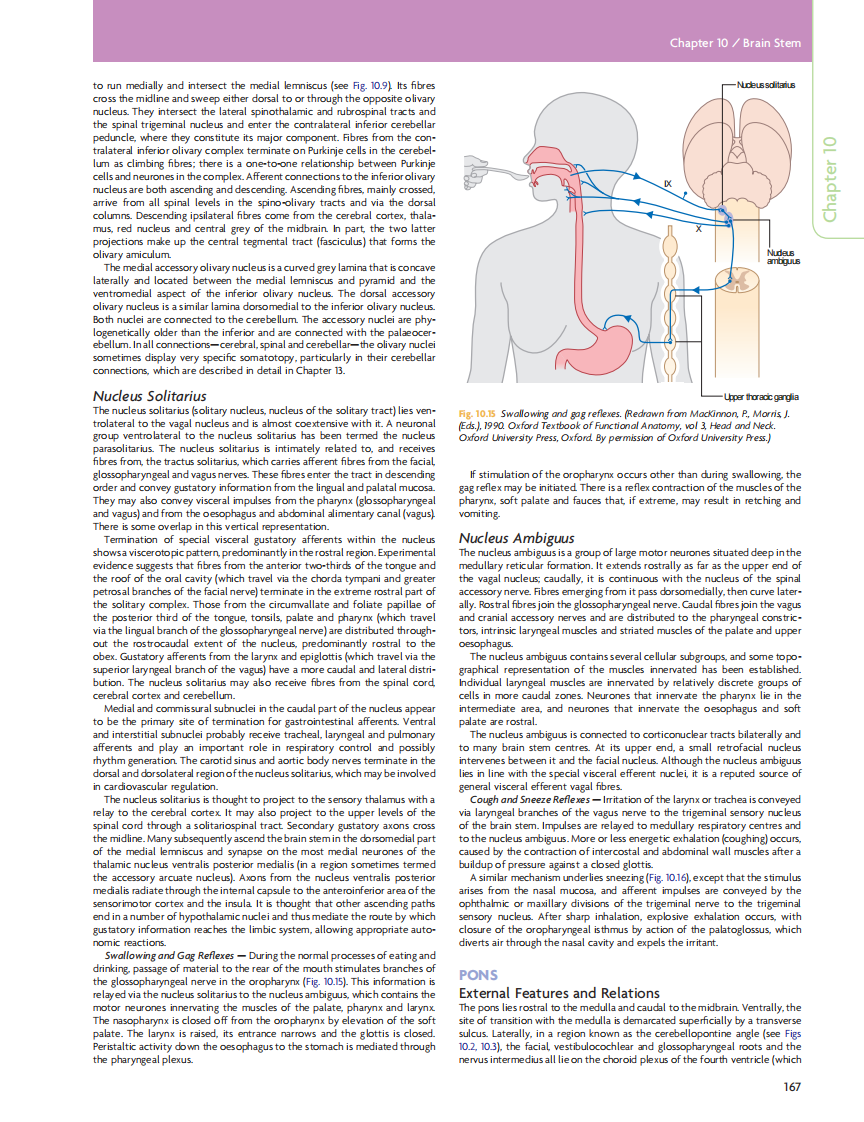 GRAY'S Clinical Neuroanatomy The Anatomic Basis for Clinical Neuroscience_部分8.pdf 第4页