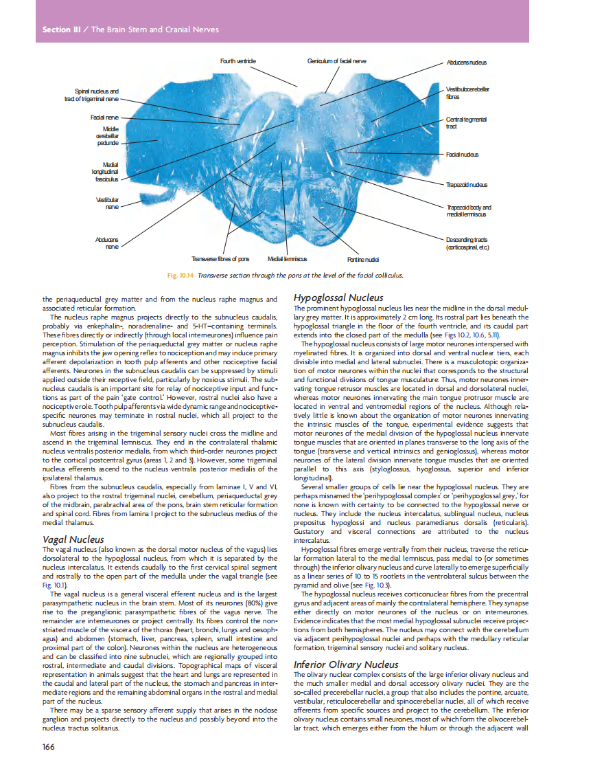 GRAY'S Clinical Neuroanatomy The Anatomic Basis for Clinical Neuroscience_部分8.pdf 第3页