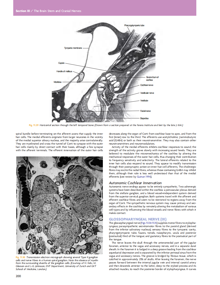 GRAY'S Clinical Neuroanatomy The Anatomic Basis for Clinical Neuroscience_部分9.pdf 第5页