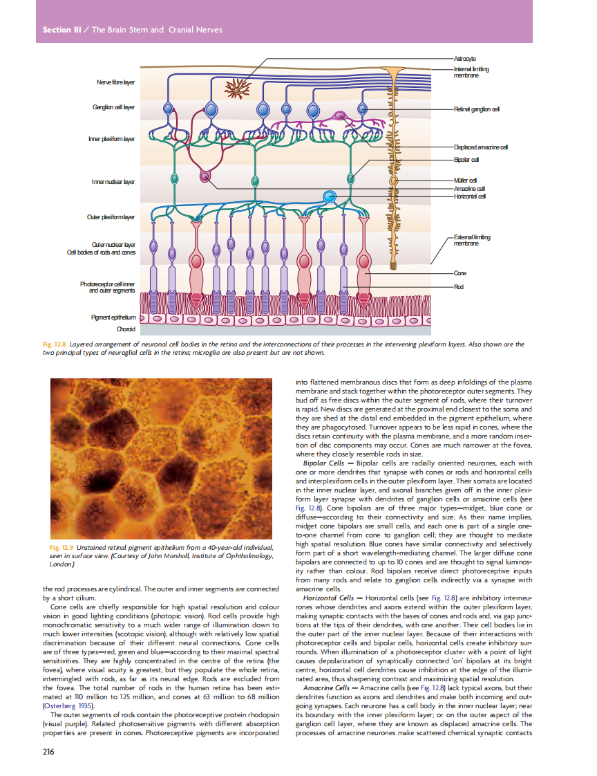 GRAY'S Clinical Neuroanatomy The Anatomic Basis for Clinical Neuroscience_部分10.pdf 第3页