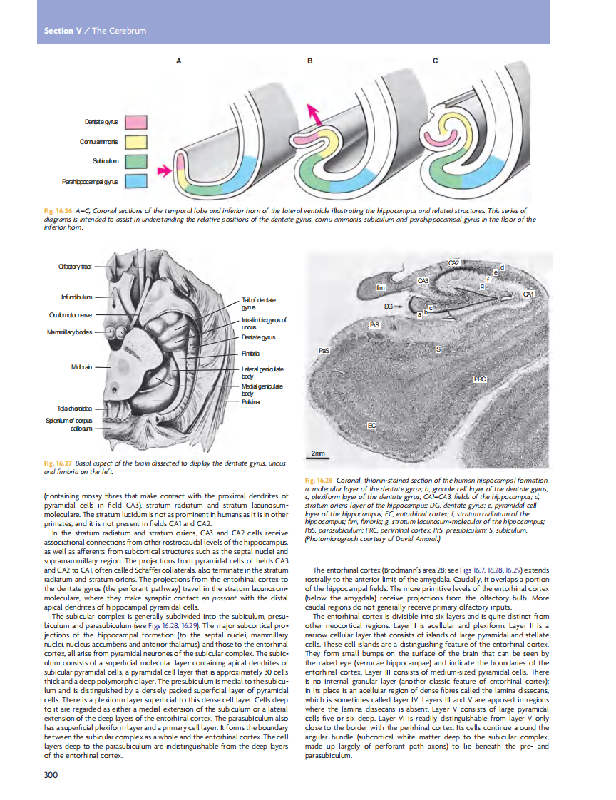 GRAY'S Clinical Neuroanatomy The Anatomic Basis for Clinical Neuroscience_部分13.pdf 第2页