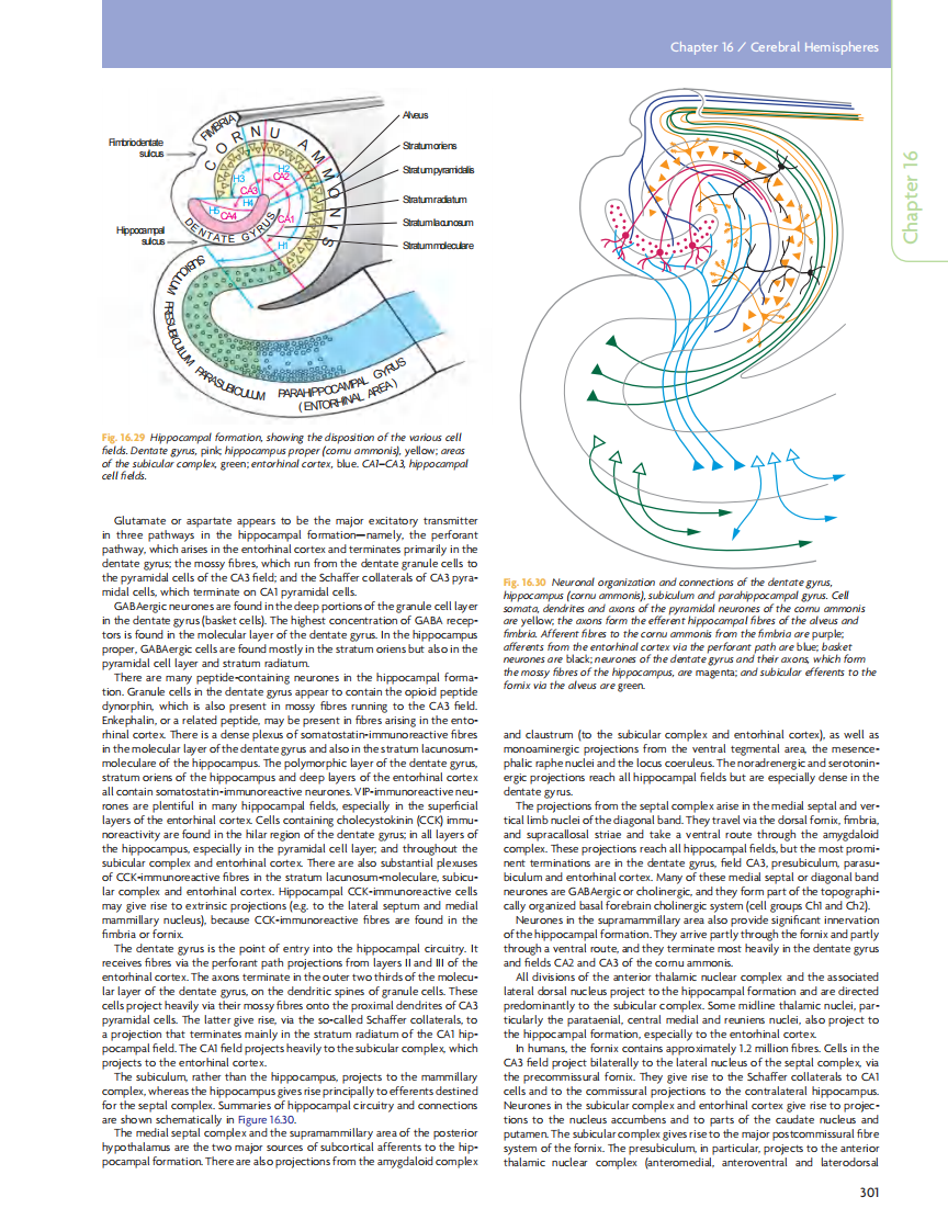 GRAY'S Clinical Neuroanatomy The Anatomic Basis for Clinical Neuroscience_部分13.pdf 第3页