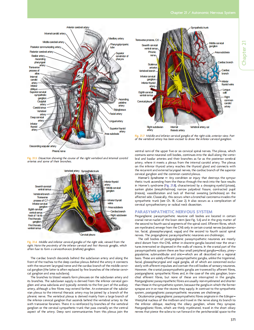 GRAY'S Clinical Neuroanatomy The Anatomic Basis for Clinical Neuroscience_部分15.pdf 第1页